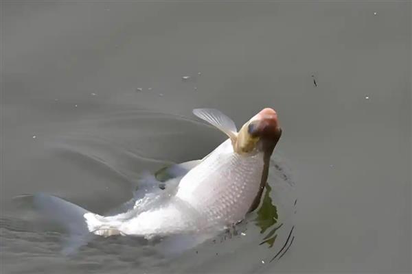 玉米钓鳊鱼的效果，效果都是不错的