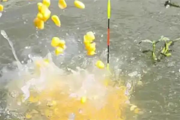 玉米钓鳊鱼的效果，效果都是不错的