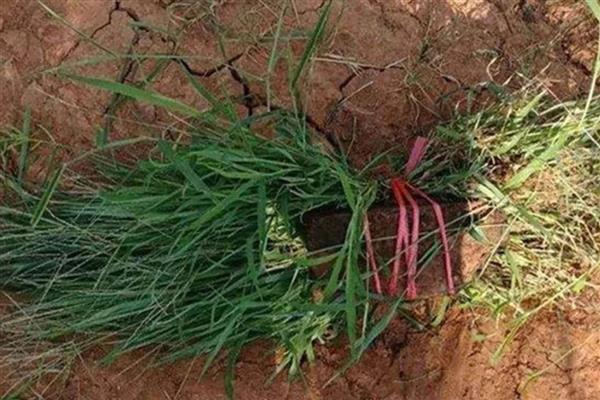 玉米钓鳊鱼的效果，效果都是不错的