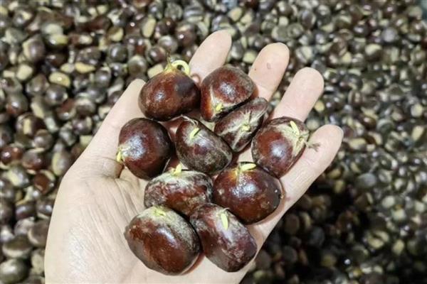 板栗种子如何催芽，先用钳子开一个小口再催芽