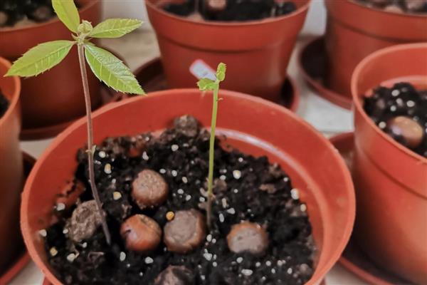 板栗种子如何催芽，先用钳子开一个小口再催芽