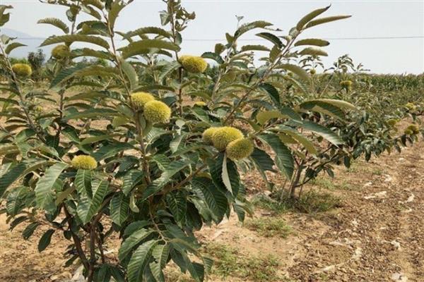 板栗种子如何催芽，先用钳子开一个小口再催芽