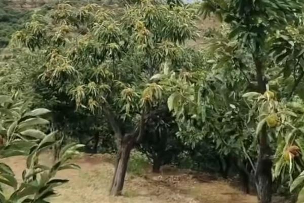 板栗种子如何催芽，先用钳子开一个小口再催芽