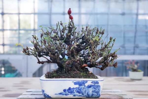 霸王梅怎么养，高温季节应每天浇一次透水