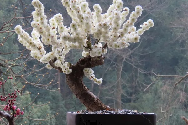 霸王梅怎么养，高温季节应每天浇一次透水