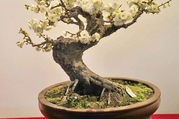 霸王梅怎么养，高温季节应每天浇一次透水