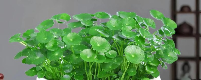 长期可养的水培植物有哪些，推荐铜钱草、吊兰等