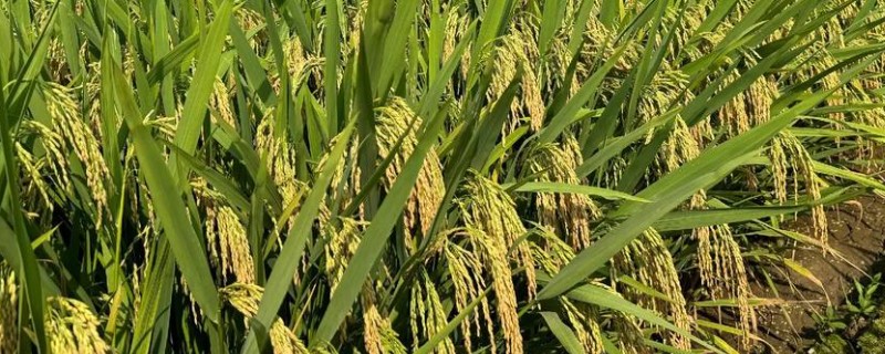 Y两优900和Y两优957的区别，特征特性不同