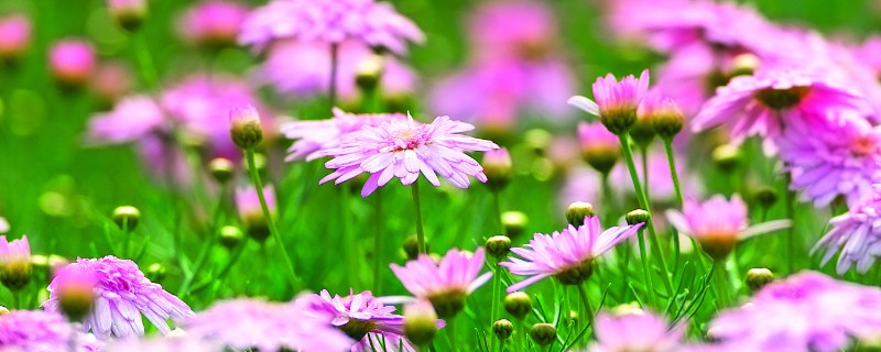 波斯菊发芽后的换盆方法，用透气排水、空间充足的花盆种植