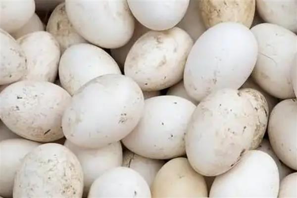 鹅蛋的孵化温度和湿度，适宜的温度为37.5℃