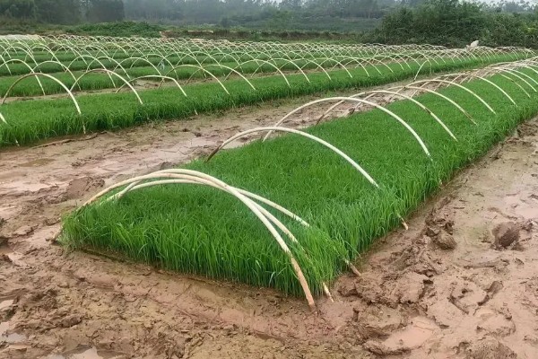 水稻的种植过程，需要先使用工具来犁地