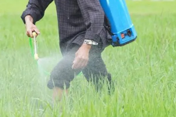 水稻的种植过程，需要先使用工具来犁地