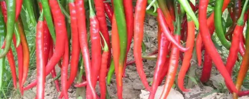 秦椒的外观特征，果顶渐尖且微弯、果面有凸起的油点