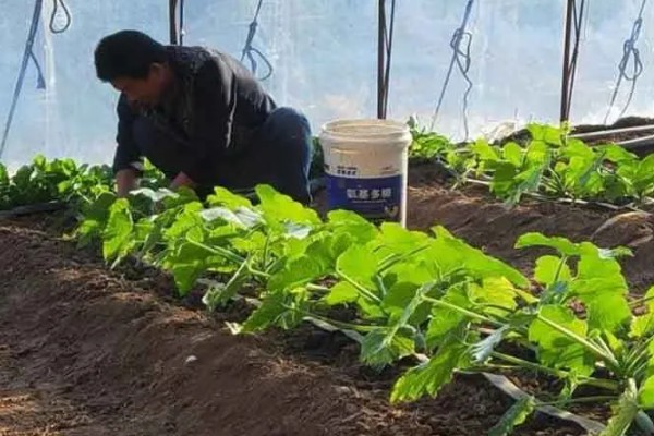 如何防治秋后蔬菜空棵，应经常使用养根类产品