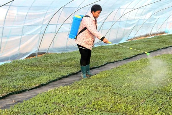 如何防治秋后蔬菜空棵，应经常使用养根类产品