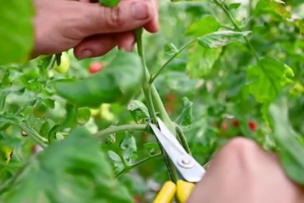 如何防治秋后蔬菜空棵，应经常使用养根类产品