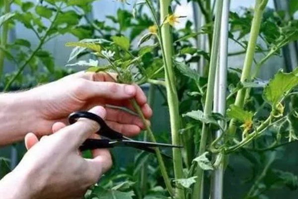 如何防治秋后蔬菜空棵，应经常使用养根类产品