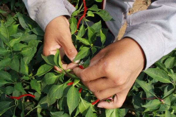 如何防治秋后蔬菜空棵，应经常使用养根类产品