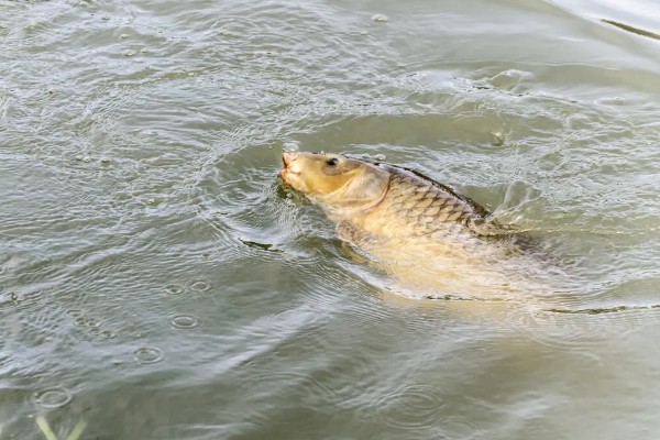 鲤鱼常出现在河道哪个位置，凹湾、坎位等位置经常发现它们的身影