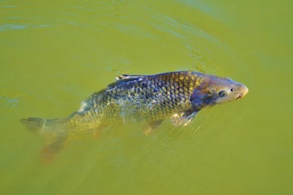 鲤鱼常出现在河道哪个位置，凹湾、坎位等位置经常发现它们的身影