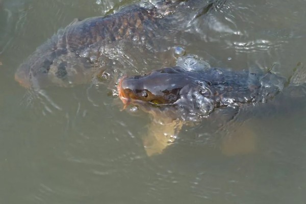 鲤鱼常出现在河道哪个位置，凹湾、坎位等位置经常发现它们的身影