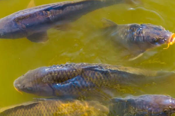 鲤鱼常出现在河道哪个位置，凹湾、坎位等位置经常发现它们的身影