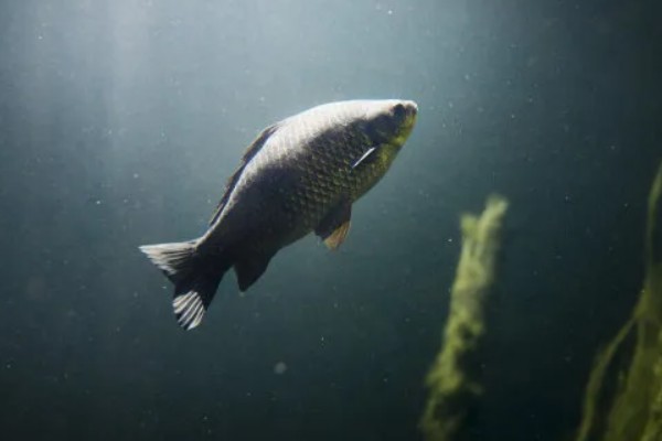 鲤鱼常出现在河道哪个位置，凹湾、坎位等位置经常发现它们的身影