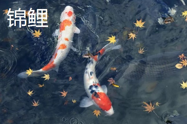 鲤鱼常出现在河道哪个位置，凹湾、坎位等位置经常发现它们的身影