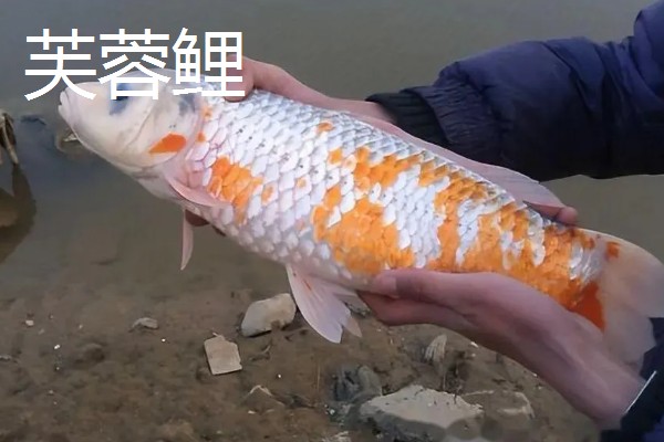 鲤鱼常出现在河道哪个位置，凹湾、坎位等位置经常发现它们的身影