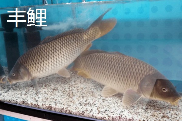 鲤鱼常出现在河道哪个位置，凹湾、坎位等位置经常发现它们的身影