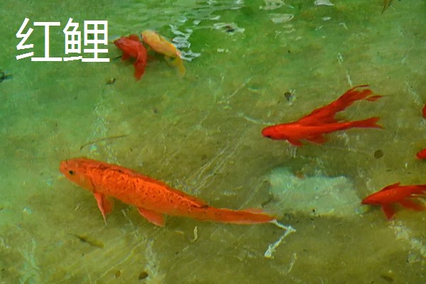 鲤鱼常出现在河道哪个位置，凹湾、坎位等位置经常发现它们的身影