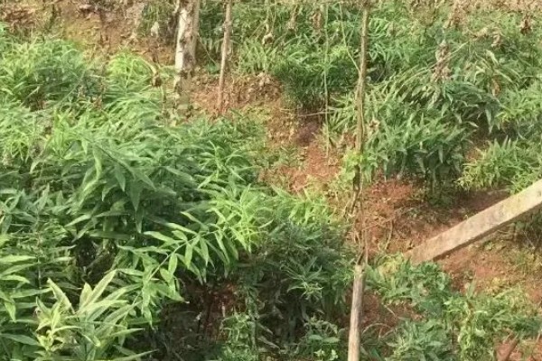 黄精的种类,分为野生黄精,多花黄精以及滇黄精