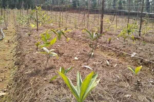 黄精的种类,分为野生黄精,多花黄精以及滇黄精
