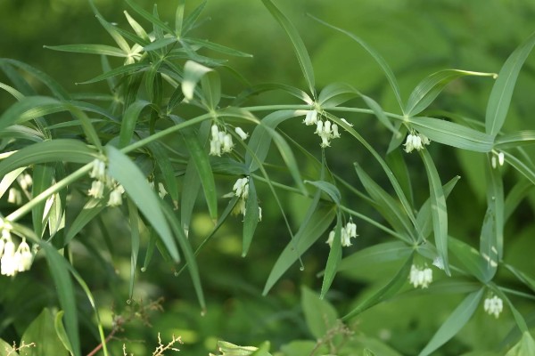 黄精的种类,分为野生黄精,多花黄精以及滇黄精