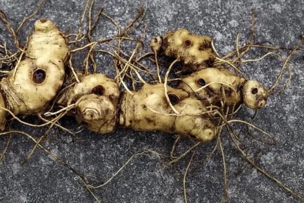 黄精的种类,分为野生黄精,多花黄精以及滇黄精