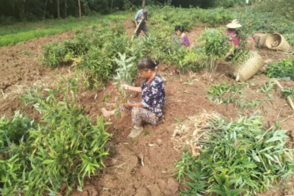 黄精的种类,分为野生黄精,多花黄精以及滇黄精