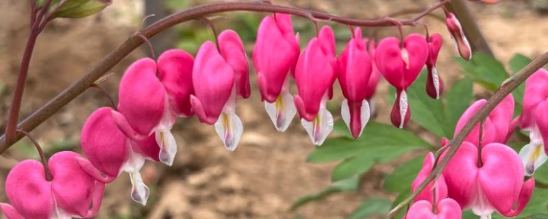 荷包花如何养护，生长适温在10℃左右