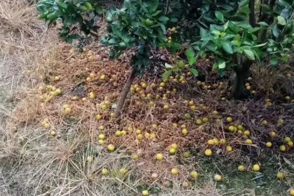 脐橙为什么会落果，虫害和病害均会引起落果