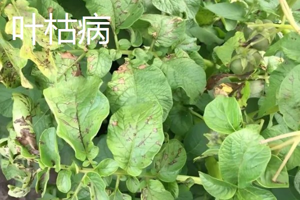 土豆叶子枯萎的原因，可能是得了叶枯病