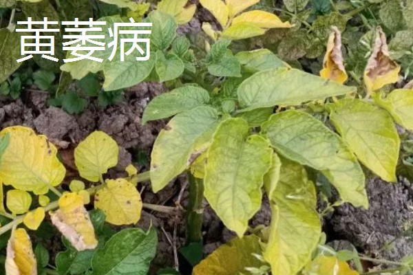 土豆叶子枯萎的原因，可能是得了叶枯病
