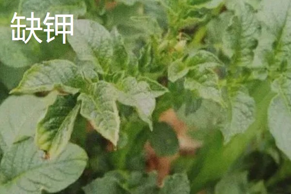 土豆叶子枯萎的原因，可能是得了叶枯病
