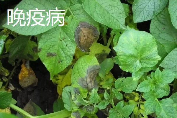 土豆叶子枯萎的原因，可能是得了叶枯病