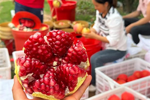 四川凉山的特色水果，有德昌草莓、西昌葡萄等