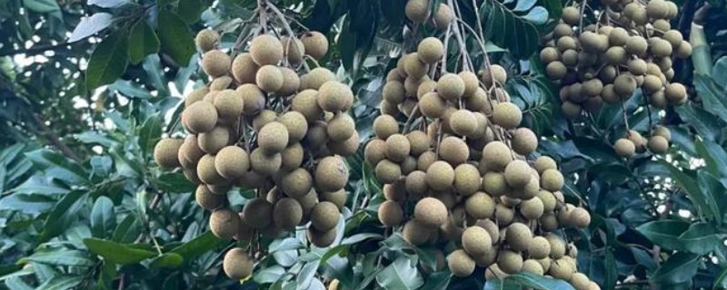 龙眼的种植方法，嫁接苗需要选择70厘米左右的