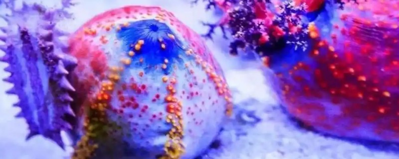 海苹果是一种什么生物，是一种又大又圆的海参