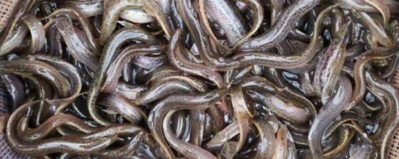 泥鳅爱吃什么，以浮游生物、水生昆虫等为食