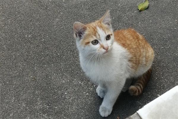 猫咪为什么会患上口炎疾病，可能是缺乏维生素所致