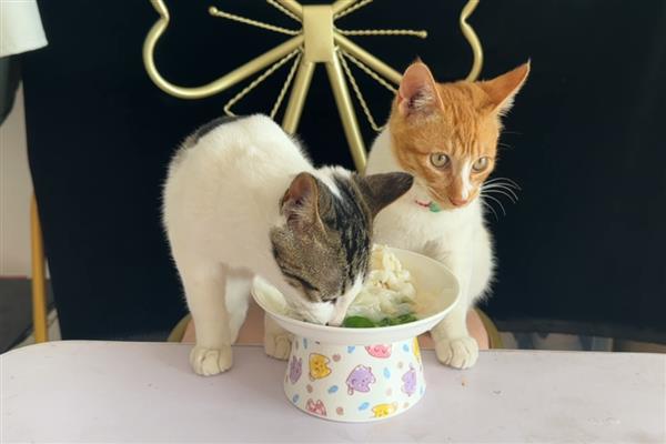 猫咪为什么会患上口炎疾病，可能是缺乏维生素所致