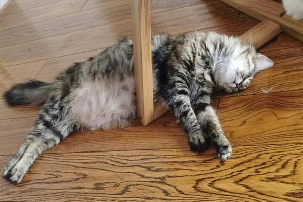 猫咪为什么会患上口炎疾病，可能是缺乏维生素所致