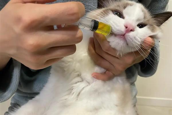 猫咪为什么会患上口炎疾病，可能是缺乏维生素所致